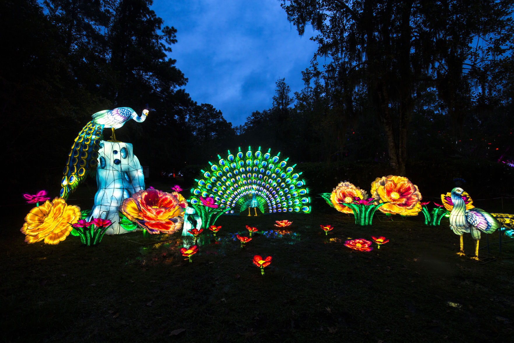 Chinese Lanterns Magnolia13.JPG